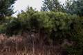 Pinus sylvestris Hilside Creeper IMG_9288 Sosna pospolita